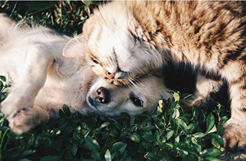 Köpekler için Kalça ve Eklem Yumuşak Çiğnemeleri-Evcil Hayvanlar için Kalça ve Eklem Desteği-Köpek ve KEDİ Muameleleri-Premium